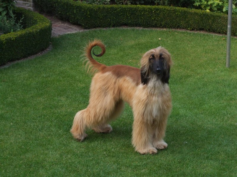 Afghaanse Windhond