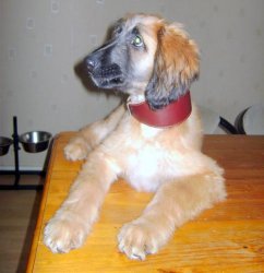Afghaanse Windhond