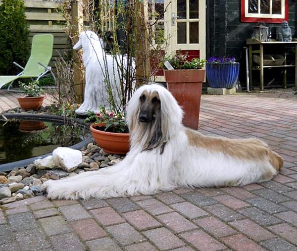 Afghaanse Windhond