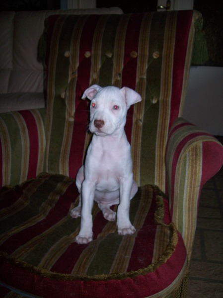 Dogo Argentino