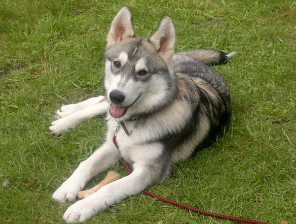 Alaskan Malamute
