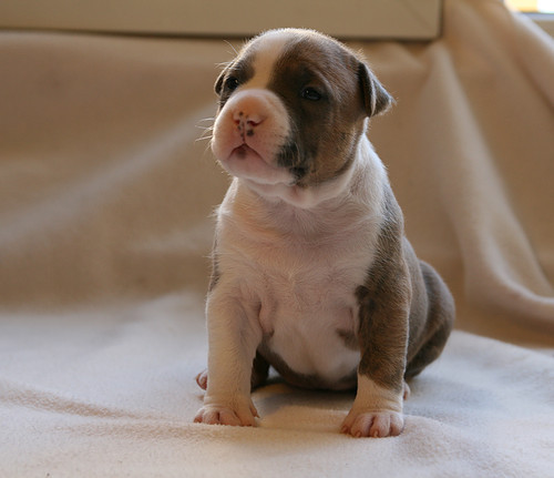 American Staffordshire Terrier