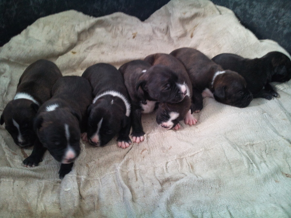 American Staffordshire Terrier