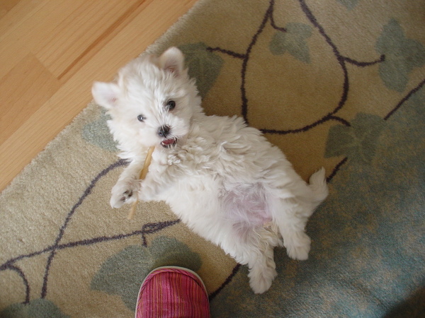 Maltezer