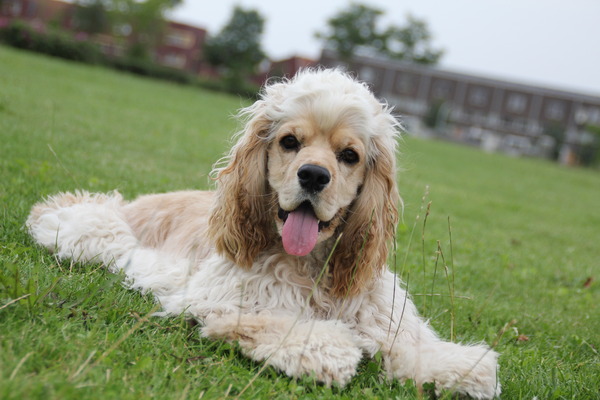 Amerikaanse Cockerspaniel