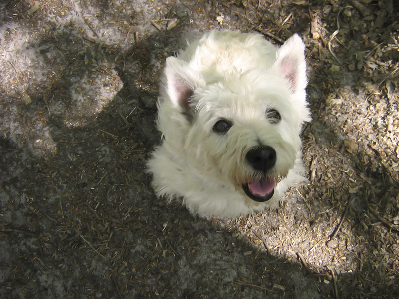 West Highland White Terrier