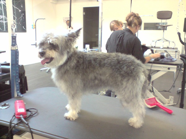 kruising schnauzer/maltezer voor