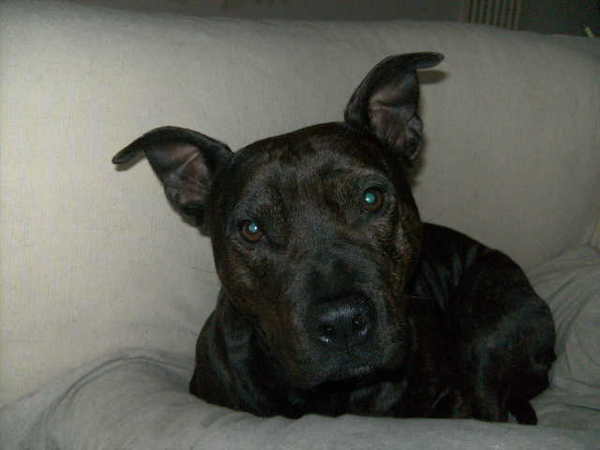 American Staffordshire Terrier