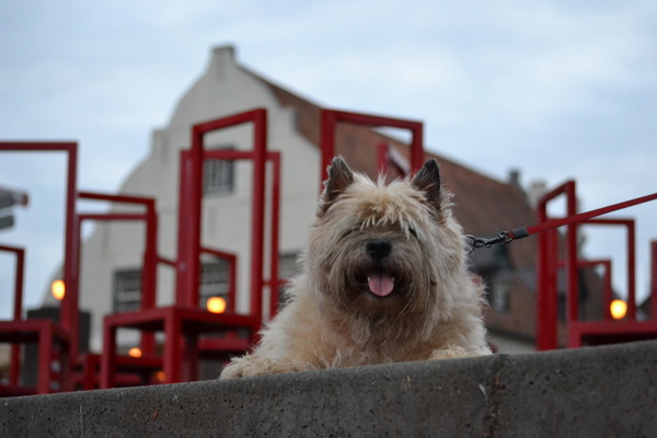 Cairn Terrier