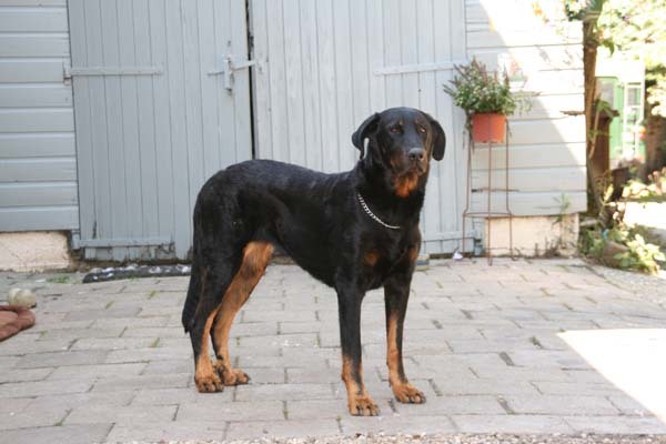Beauceron