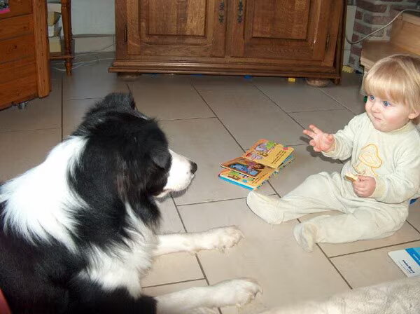 Border Collies van't Rublisiehof