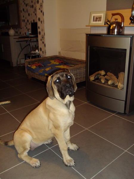Old English Mastiff