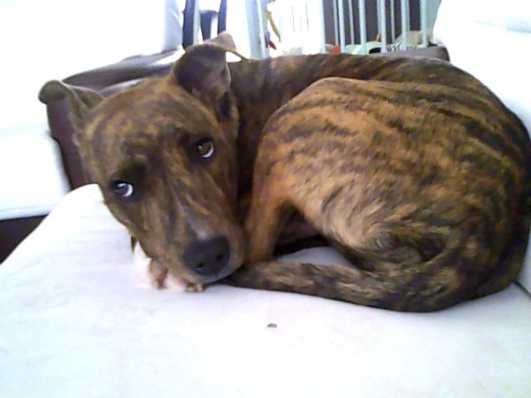 American Staffordshire Terrier