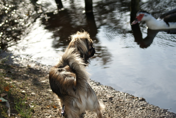 Wat zijn dat in godsnaam voor dingen in het water?
