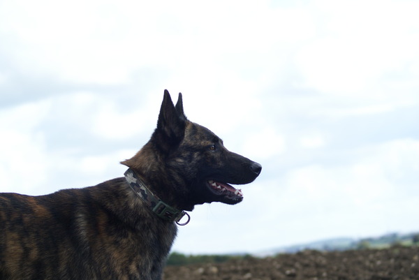 Hollandse Herdershond