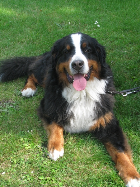 Berner Sennenhond