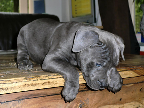 American Staffordshire Terrier