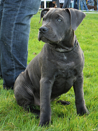 American Staffordshire Terrier
