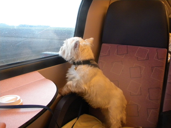 West Highland White Terrier