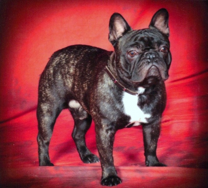Franse Bulldog