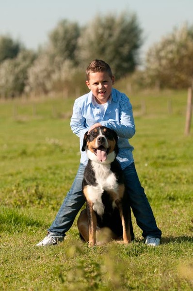 Grote Zwitserse Sennenhond
