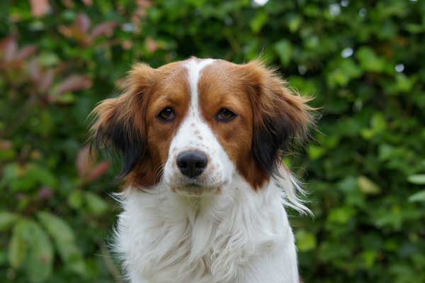 Kooikerhondje