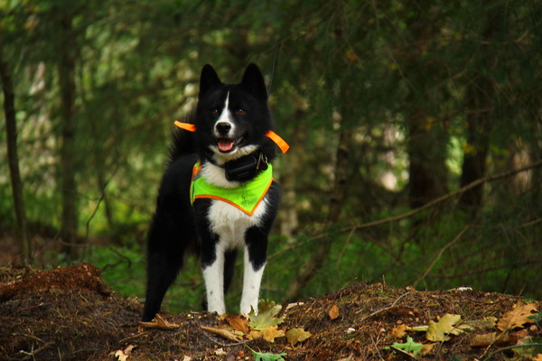 Karelische Berenhond