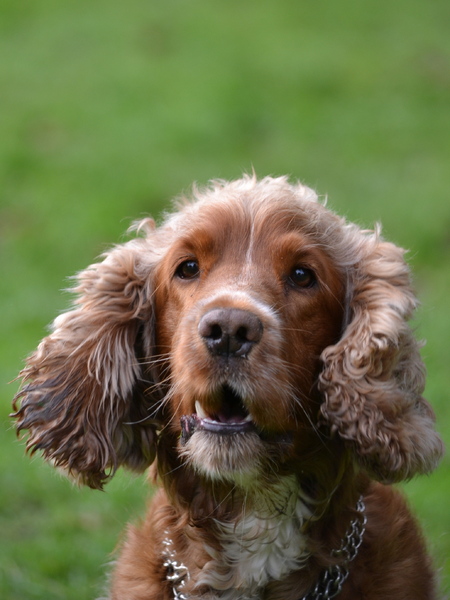 Engelse Cocker Spaniel