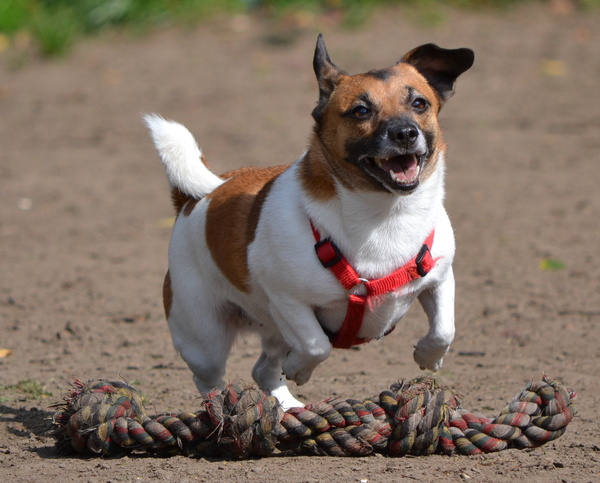 Jack Russell Terrier