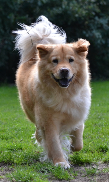 Jack Russell Terrier