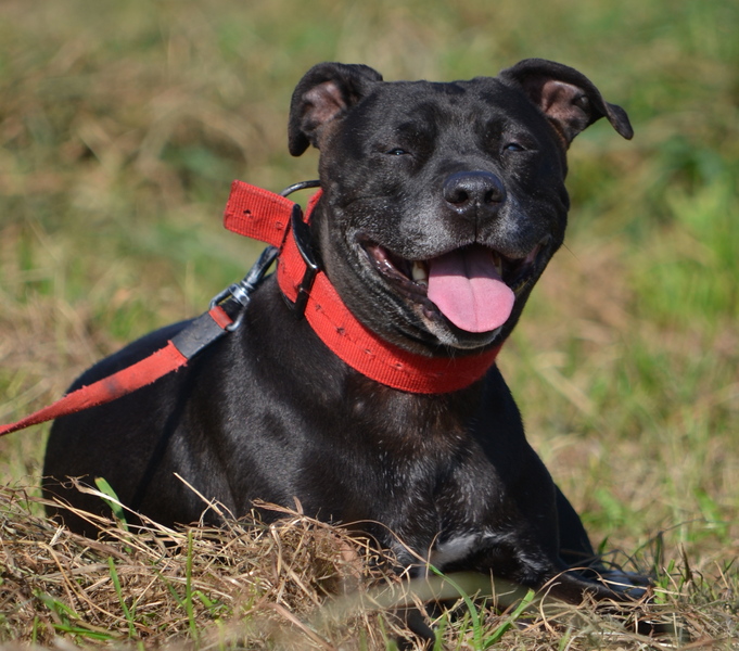 American Staffordshire Terrier