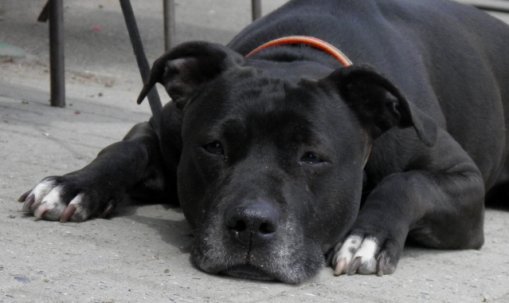 American Staffordshire Terrier