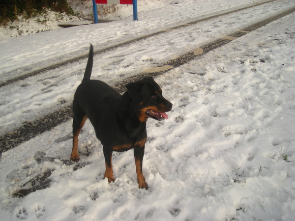 Rottweiler