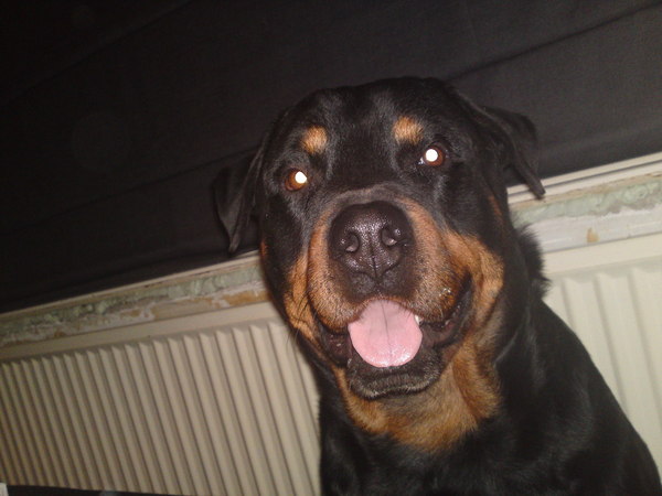 Rottweiler