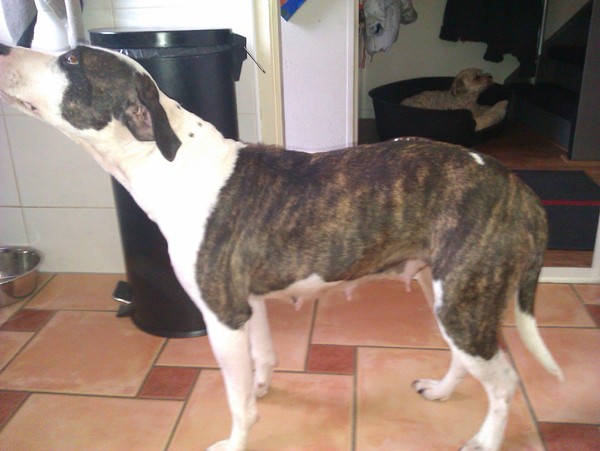 Staffordshire Bull Terrier