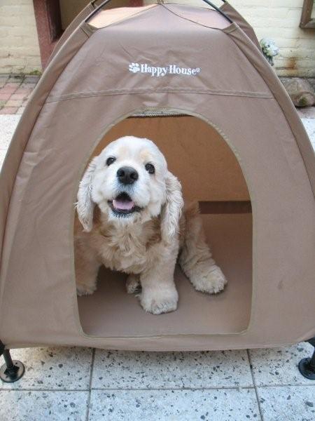 Amerikaanse Cockerspaniel