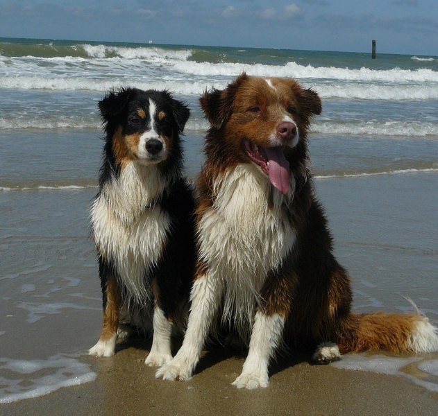 Down Under Dogs