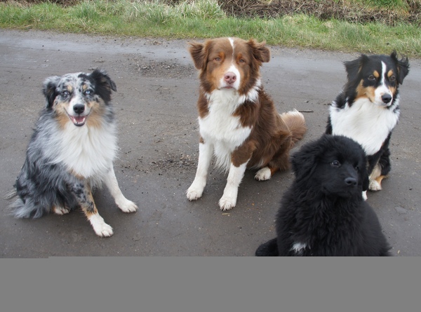 Down Under Dogs