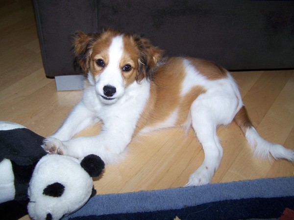 Kooikerhondje