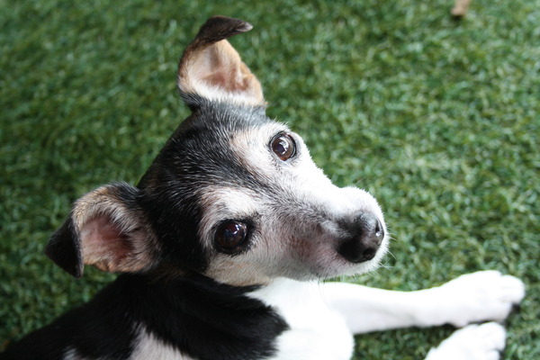 Jack Russell Terrier