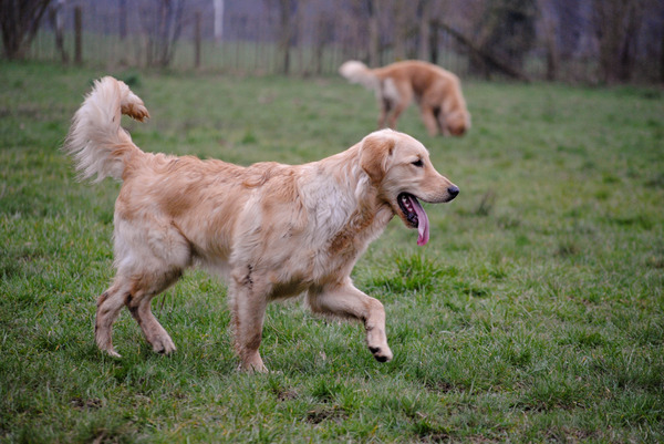Golden Retriever