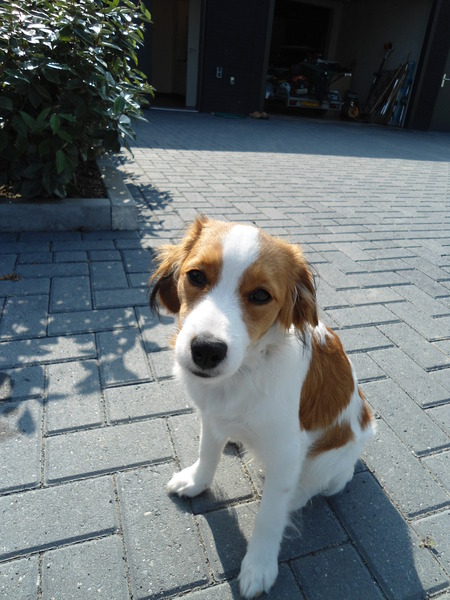 Kooikerhondje