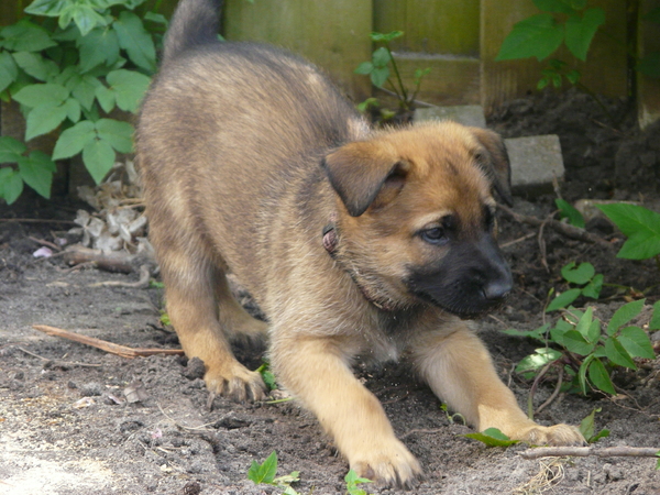 HUMMER in de aanval !