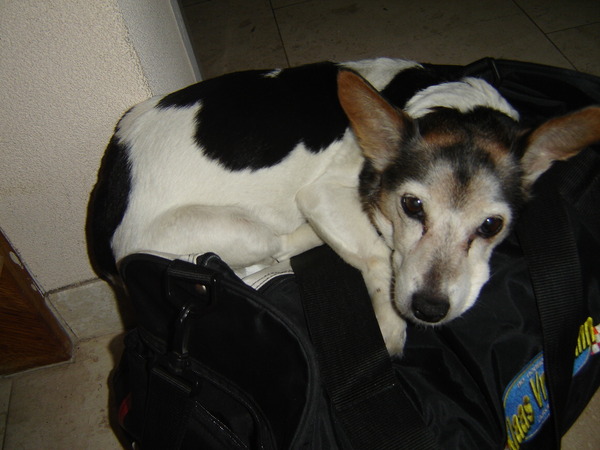 Jack Russell Terrier