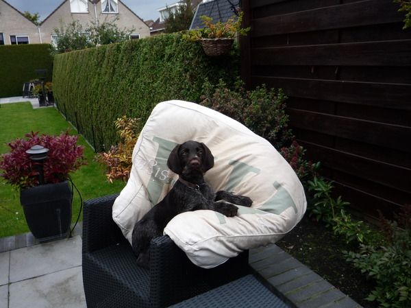 Duitse Staande Hond, Draadhaar