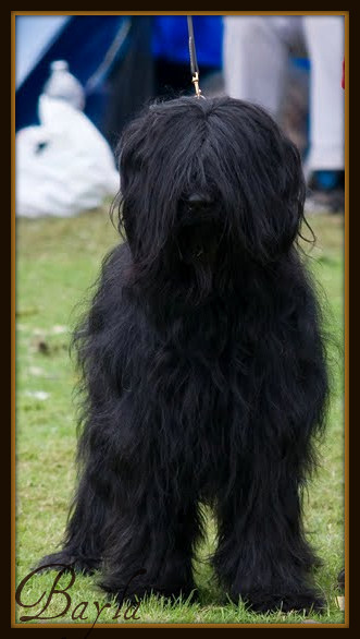 Briards Emergè de L'Amour  