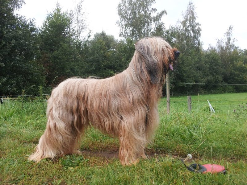 Briards Emergè de L'Amour  