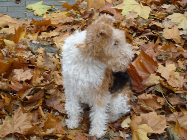 Foxterrier, draadhaar