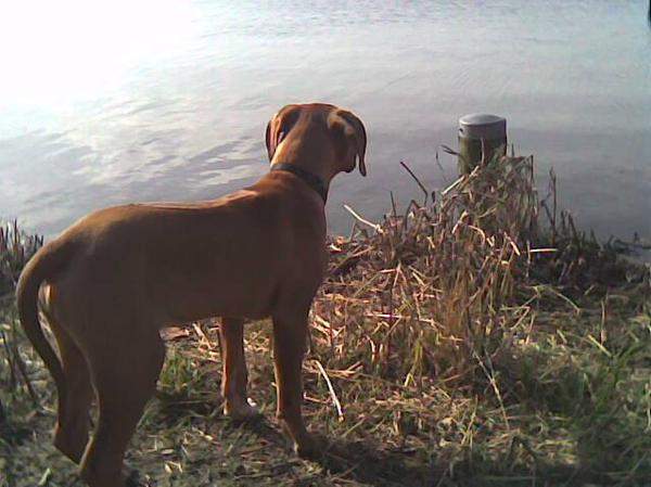 Rhodesian Ridgeback