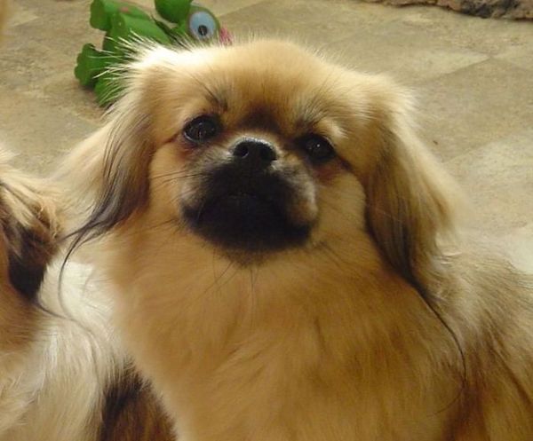 v. d. Oale Zandkoel'n